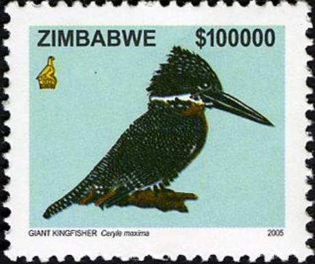 Giant Kingfisher (Megaceryle maxima)