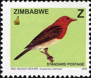 Red-headed Weaver (Anaplectes rubriceps)