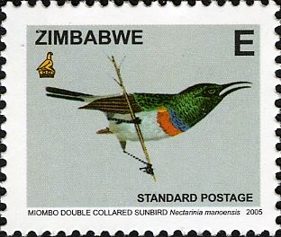 Miombo Double-collared Sunbird (Cinnyris manoensis)