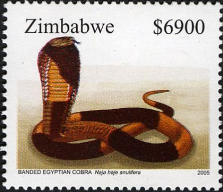 Banded Cobra (Naja haje ssp. annulifera)
