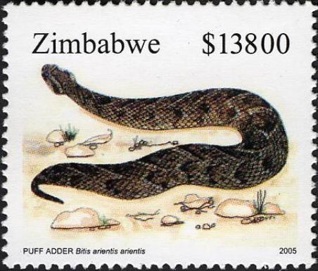 Puff Adder (Bitis arietans arietans)