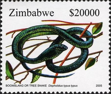 Boomslang (Dispholidus typus typus)