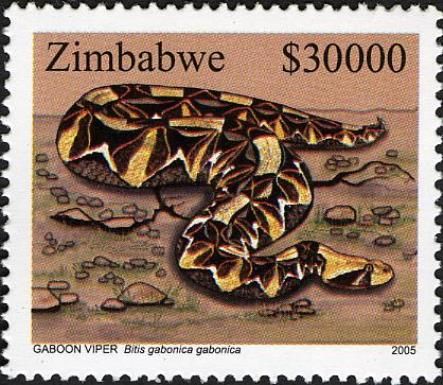Gaboon Viper (Bitis gabonica gabonica)