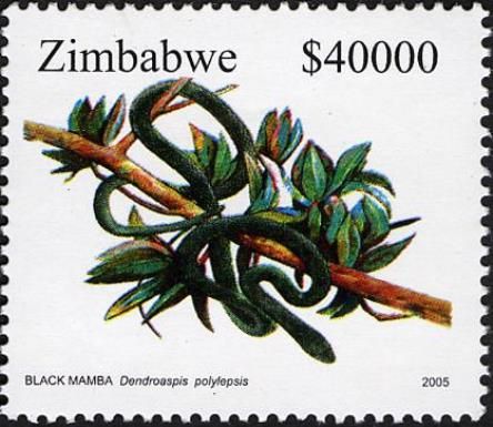 Black Mamba (Dendroaspis polylepis)