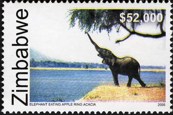 African Elephant (Loxodonta africana) in the „Mana Pools“ Pa