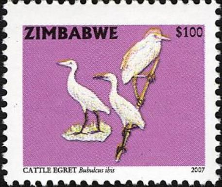 Cattle Egret (Bubulcus ibis)