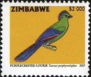 Purple-crested Turaco (Gallirex porphyreolophus)