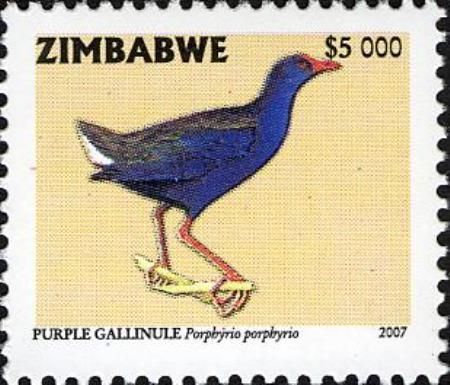 Purple Gallinule (Porphyrio porphyrio)
