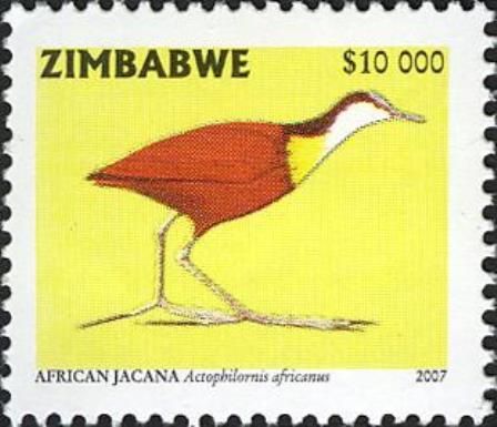 African Jacana (Actophilornis africanus)