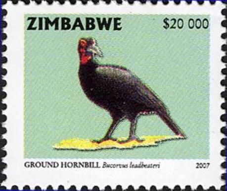 Southern Ground-hornbill (Bucorvus leadbeateri)