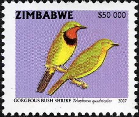 Four-coloured Bush-shrike (Telophorus quadricolor)