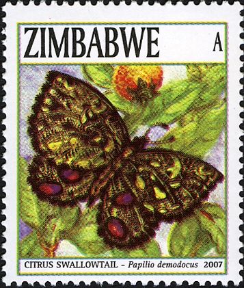 Citrus Swallowtail (Papilio demodocus)