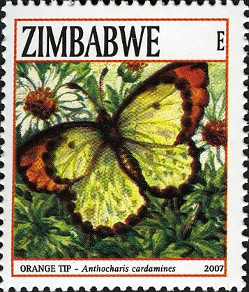 Orange Tip (Anthocharis cardamines)