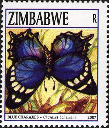 Large Blue Emperor (Charaxes bohemani)