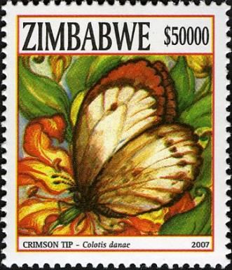 Crimson Tip (Colotis danae)