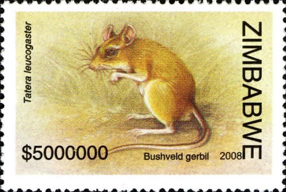 Bushveld Gerbil (Tatera leucogaster)
