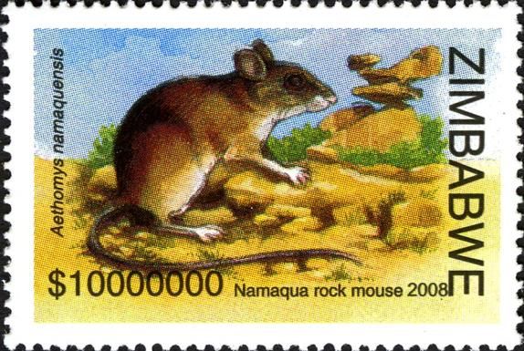 Namaqua Rock Mouse (Aethomys namaquensis)