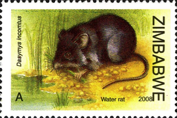 Water Rat (Dasymys incomtus)