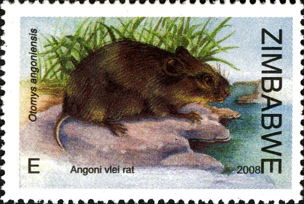 Angoni Vlei Rat (Otomys angoniensis) 