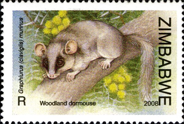 Woodland Dormouse (Graphiurus murinus)