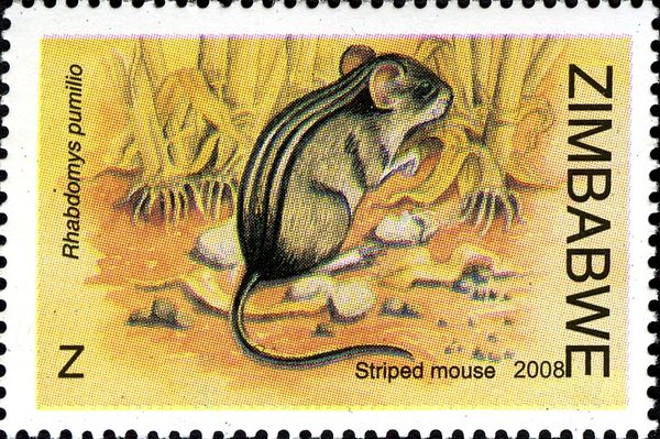 Striped Mouse (Rhabdomys pumilio)