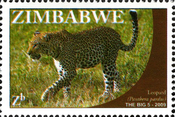 Leopard (Panthera pardus)
