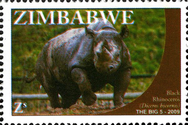 Black Rhinoceros (Diceros bicornis)