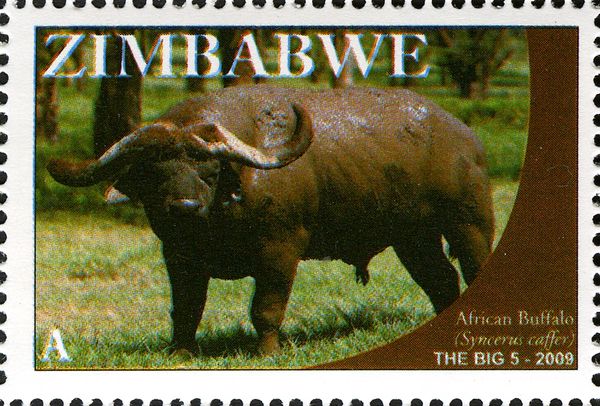 African Buffalo (Syncerus caffer)
