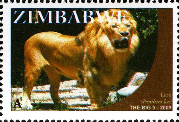 Lion (Panthera leo)