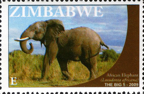 African Elephant (Loxodonta africana)
