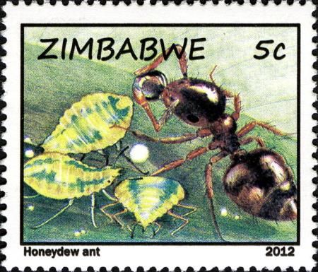 Honey Pot Ant (Plagiolepis sp.), Aphids