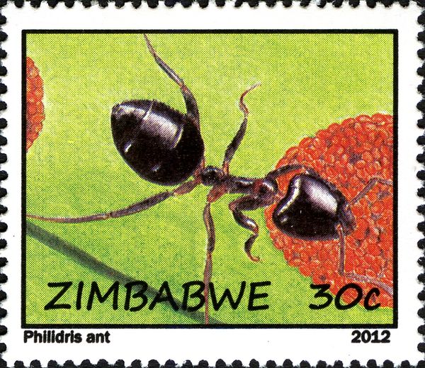 Philidris Ant (Philidris sp.)