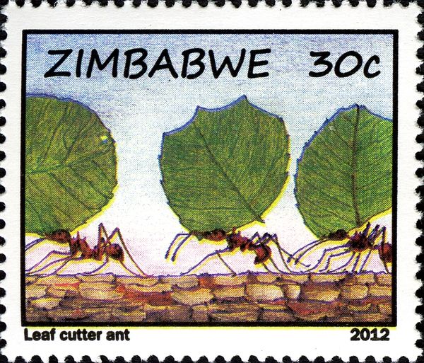 Leafcutter Ants (Atta sp.)