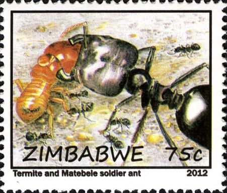 Termite and Matabele Ant (Megaponera foetens)