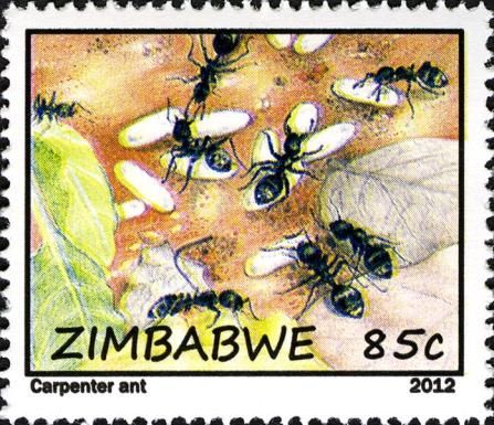Carpenter Ant (Camponotus sp.)
