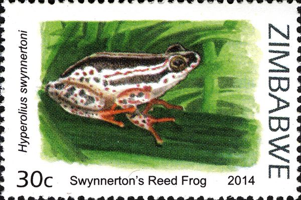 Swynnerton's Reed Frog (Hyperolius swynnertoni)