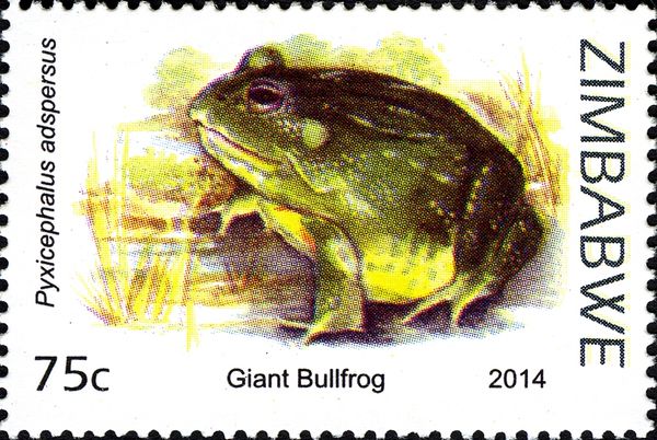 Giant Bullfrog (Pyxicephalus adspersus)