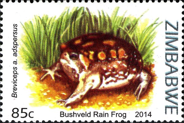 Bushveld Rain Frog (Breviceps adspersus)