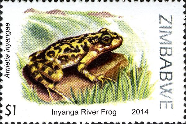 Inyanga River Frog (Amietia inyangae)