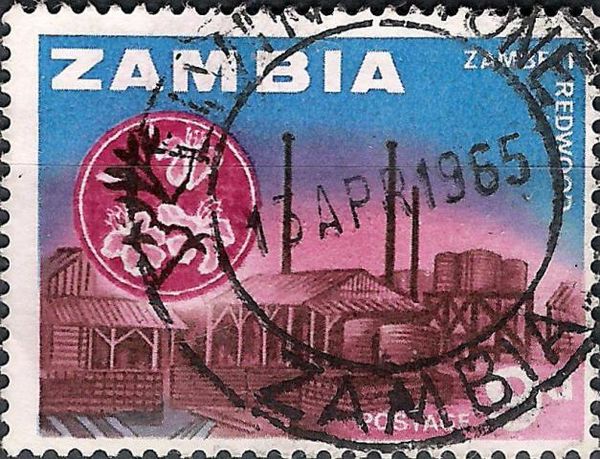 Zambezi sawmills and redwood flower