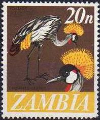 Grey crowned crane (Balearica regulorum)