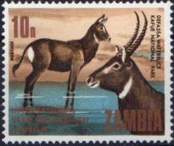 Defassa Waterbuck (Kobus defassa)