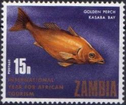 Golden Perch (Lates mariae)