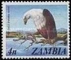 African Fish-Eagle (Haliaeetus vocifer)
