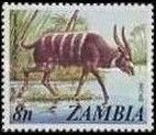 Sitatunga (Tragelaphus spekii)