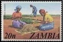 Harvesting groundnuts