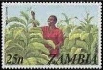 Tobacco growing