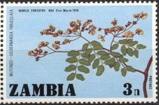 Julbernardia paniculata