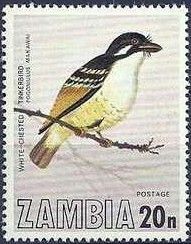 White-chested Tinkerbird (Pogoniulus makawai)