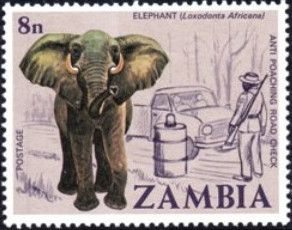 African Elephant (Loxodonta africana)